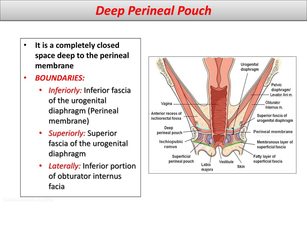 investing layer of deep perineal fascia boards